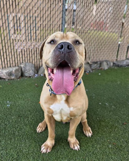 GRANDE, a dog for adoption from Chula Vista Animal Care Facility