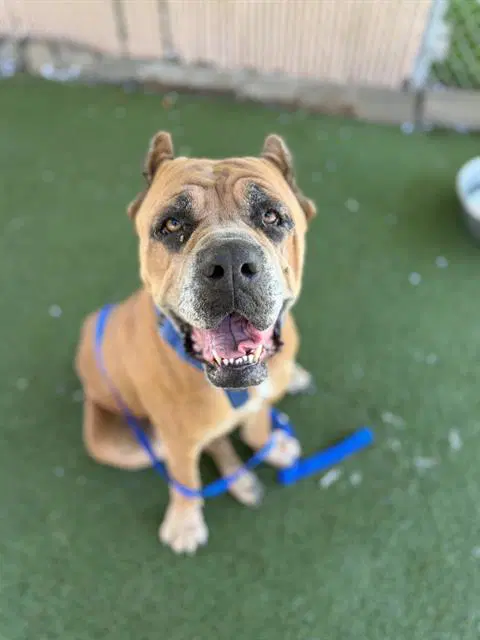 Nala - Mastiff