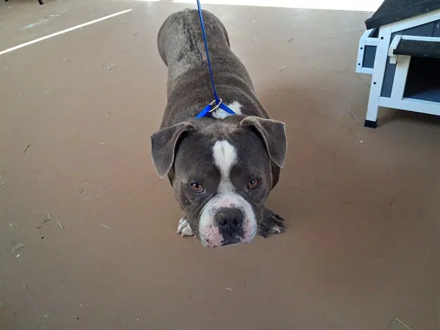 Ferdinand - Bulldog