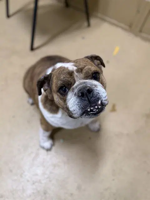 Daisy - Bulldog