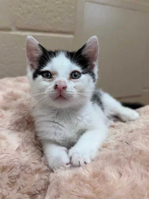 Herman - Domestic Short Hair