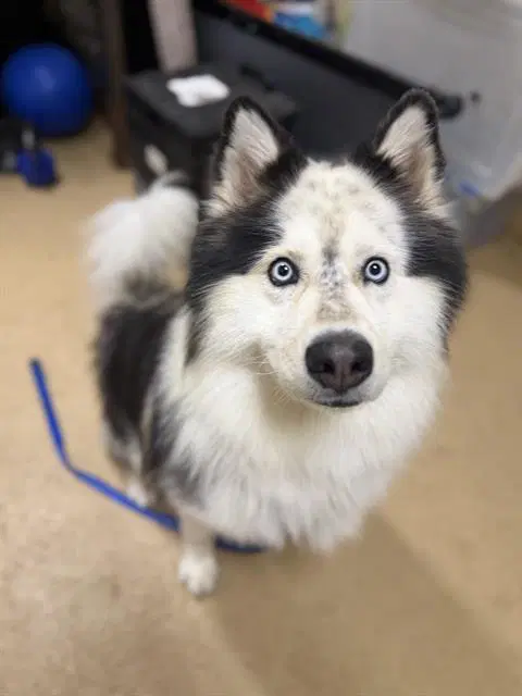 Unknown - Samoyed