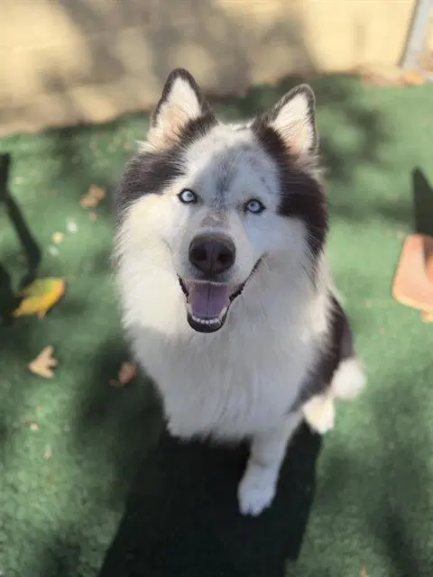 Kevin - Samoyed