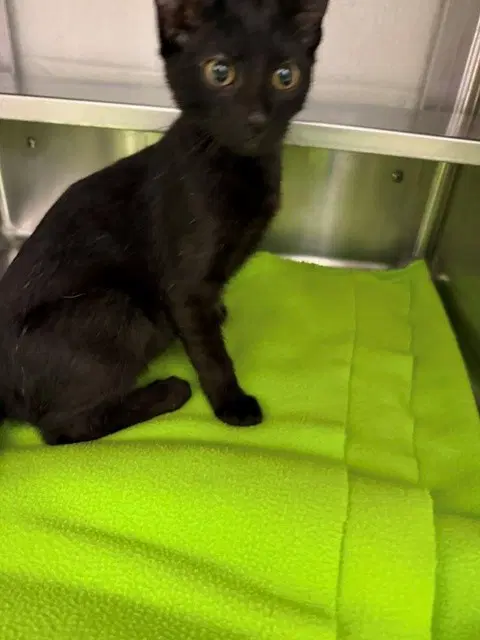 Bear - Domestic Short Hair