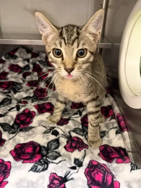 Coyote - Domestic Short Hair