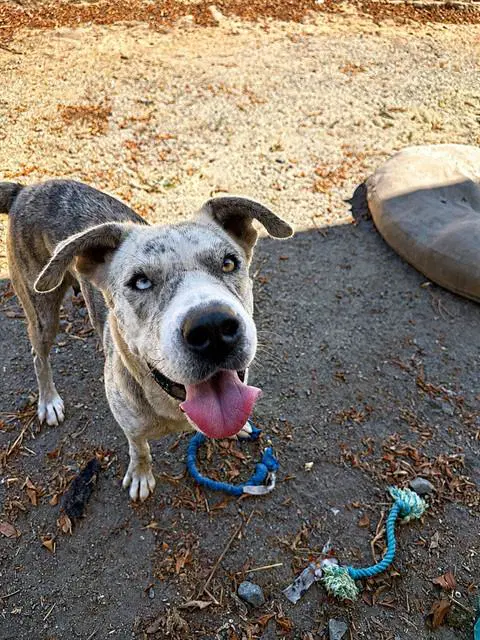 Chanel - Pit Bull Terrier