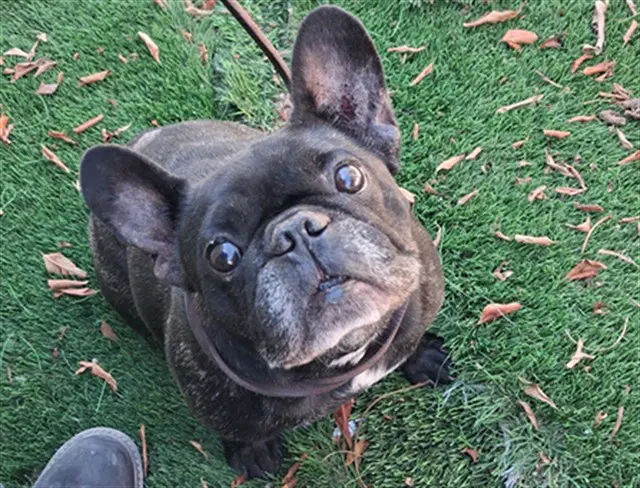 Phobe - French Bulldog