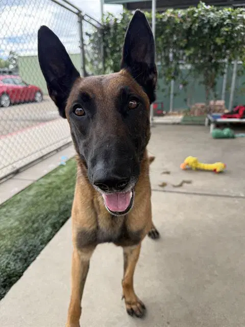 Gi Joe - Belgian Shepherd Malinois