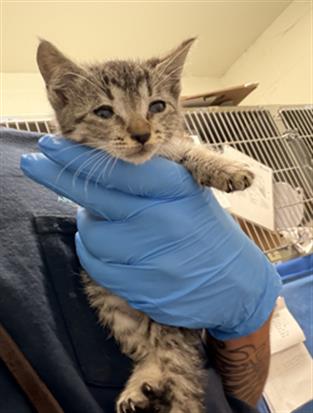 picture of the cat needing adoption