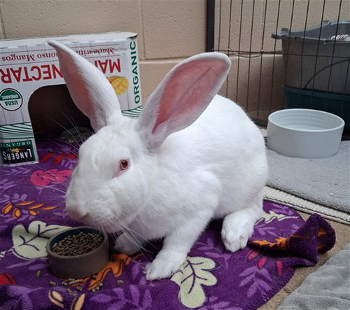 A274786, a rabbit for adoption from Chula Vista Animal Care Facility