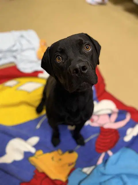 Onyx - Labrador Retriever