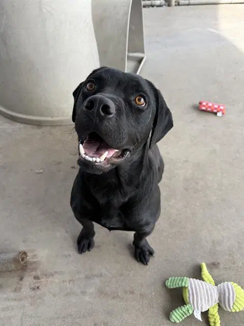 Onyx - Labrador Retriever