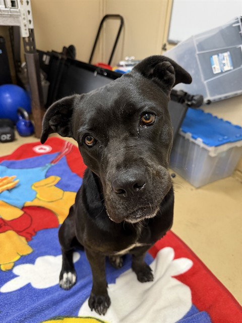 PENELOPE, a dog for adoption from Chula Vista Animal Care Facility