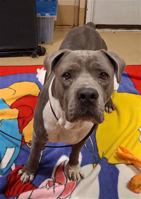 MR.BROCCOLI, a dog for adoption from Chula Vista Animal Care Facility