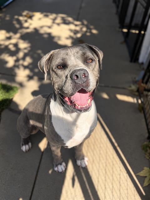 Mr.broccoli, American Pit Bull Terrier (medium coat)