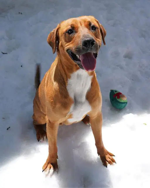 Chili - Labrador Retriever
