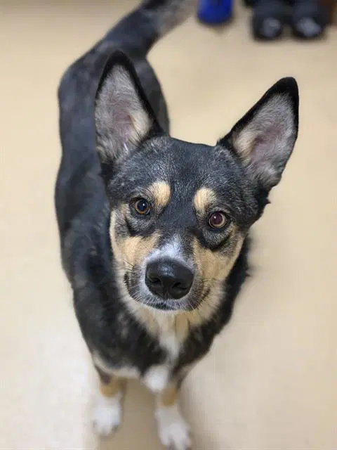 Marshall - Australian Cattle Dog/Blue Heeler