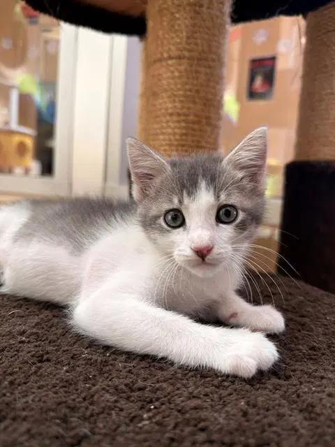 Casper - Domestic Short Hair