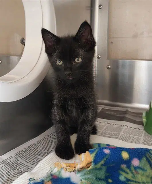 Midnight - Domestic Short Hair