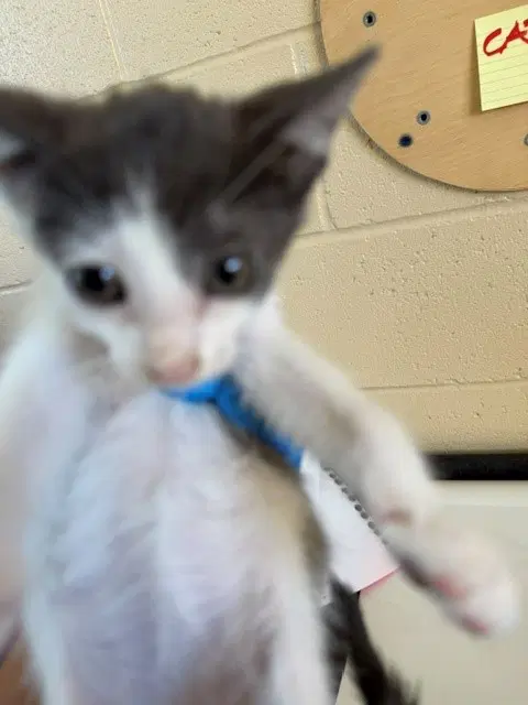 Unknown - Domestic Short Hair