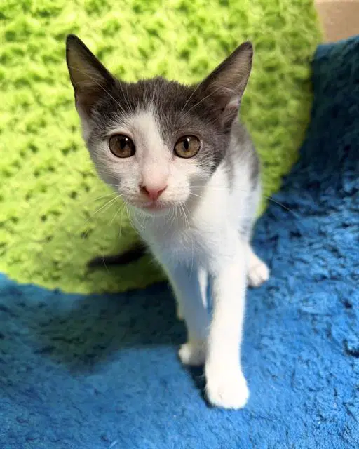 Unknown - Domestic Short Hair