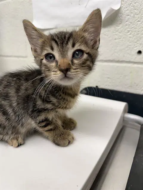 Unknown - Domestic Short Hair
