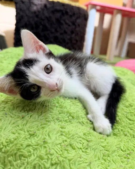 Daphne - Domestic Short Hair