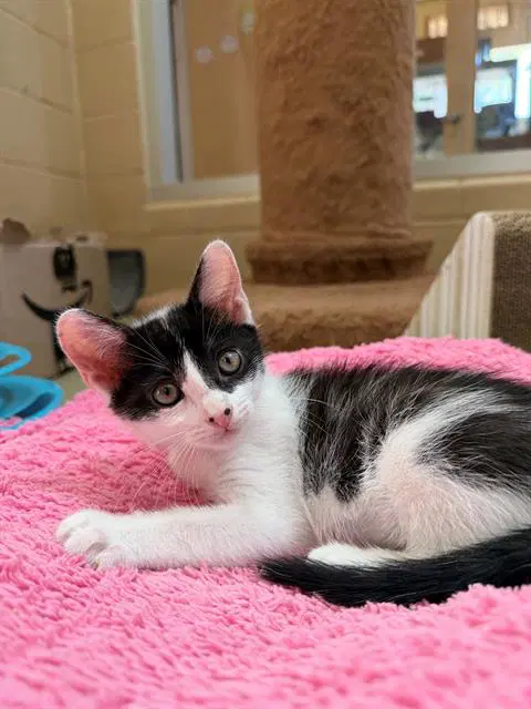 Dotty - Domestic Short Hair