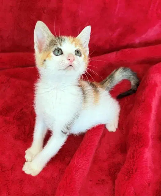 Zoey - Domestic Short Hair