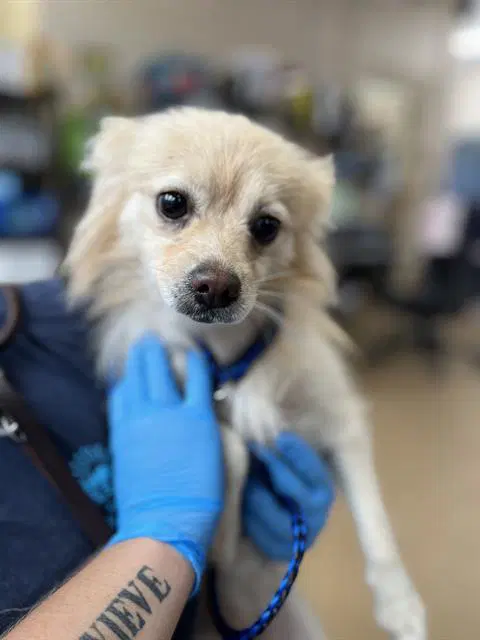 Unknown - Pomeranian
