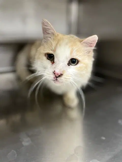 Unknown - Domestic Medium Hair
