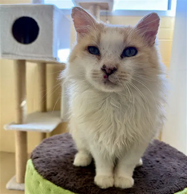 Unknown - Domestic Medium Hair