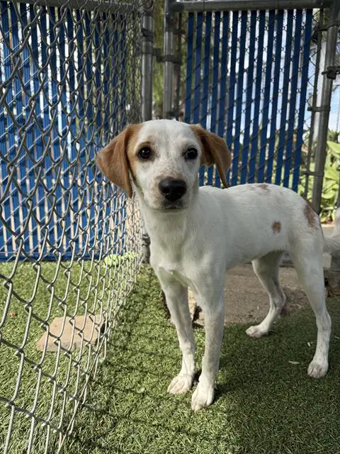 Unknown - Terrier
