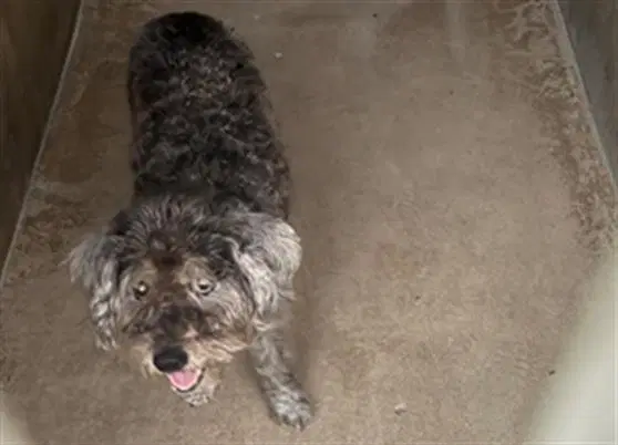 Unknown - Miniature Schnauzer