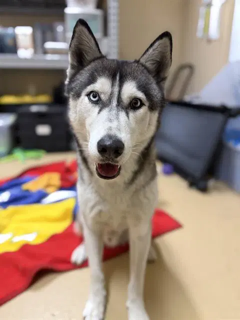 Marvin - Siberian Husky