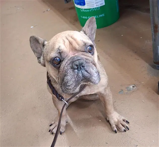 Unknown - French Bulldog