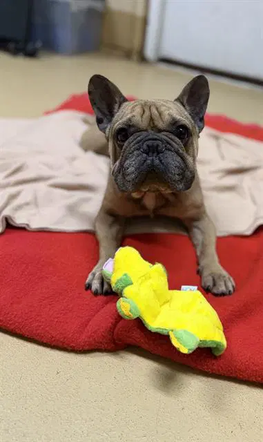 Unknown - French Bulldog
