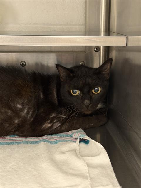 CALI, a cat for adoption from Chula Vista Animal Care Facility