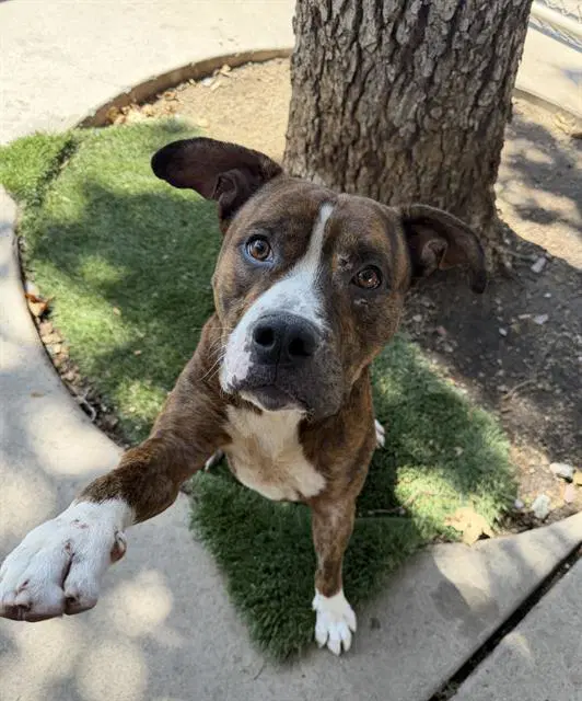 Kobe - Pit Bull Terrier