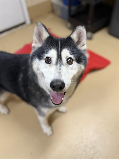 MISSY, a dog for adoption from Chula Vista Animal Care Facility