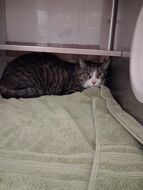 MAXWELL, a cat for adoption from Chula Vista Animal Care Facility