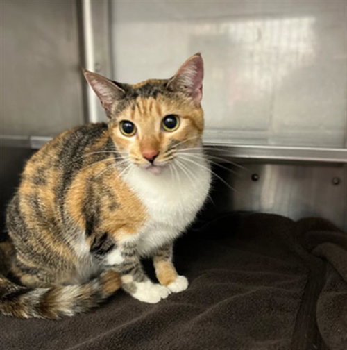 OCEAN, a cat for adoption from Chula Vista Animal Care Facility
