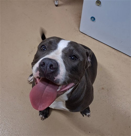 SKYE, a dog for adoption from Chula Vista Animal Care Facility