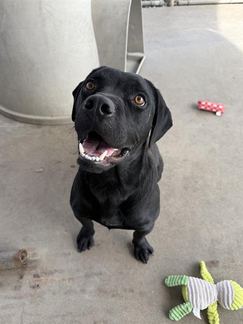 Onyx, Labrador Retriever