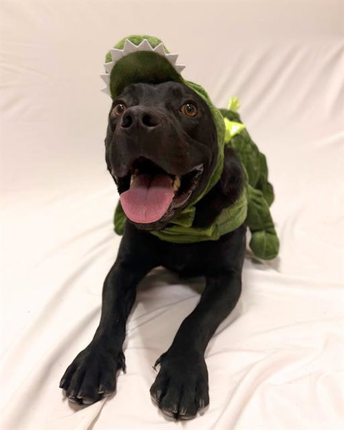 Onyx, Labrador Retriever / Basset Hound / Mixed (medium coat)