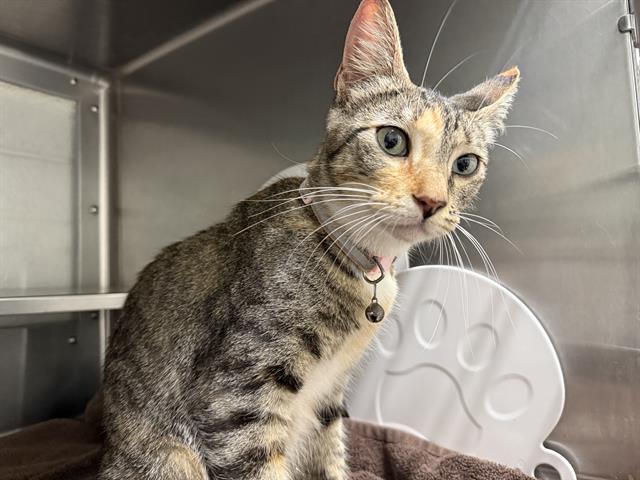 Shayla, Domestic Short Hair