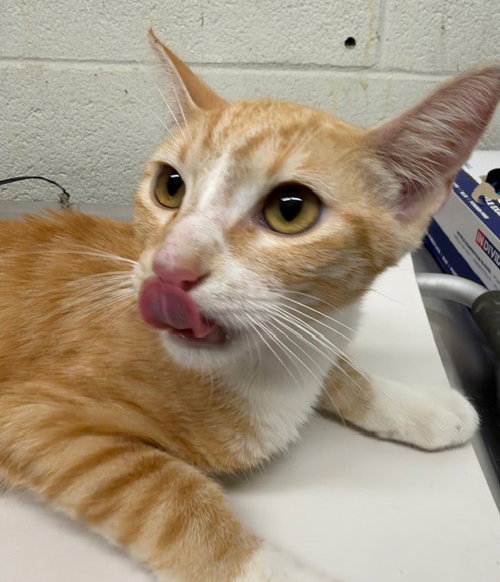 SONIA, a cat for adoption from Chula Vista Animal Care Facility