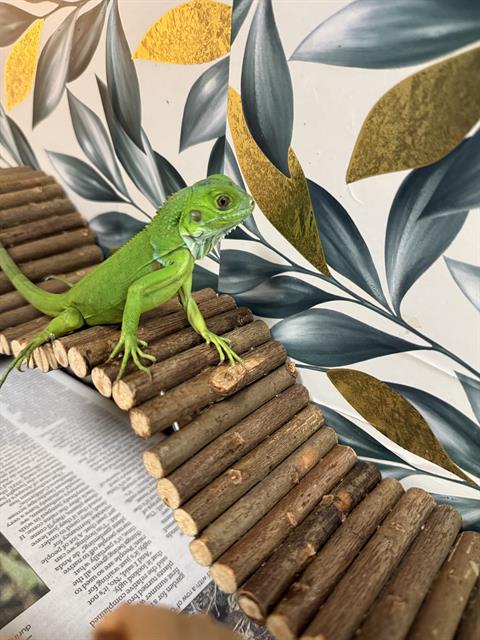 GLEP, a iguana for adoption from Chula Vista Animal Care Facility