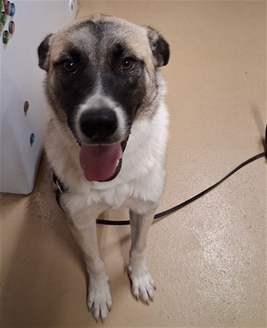 Apollo, Anatolian Shepherd