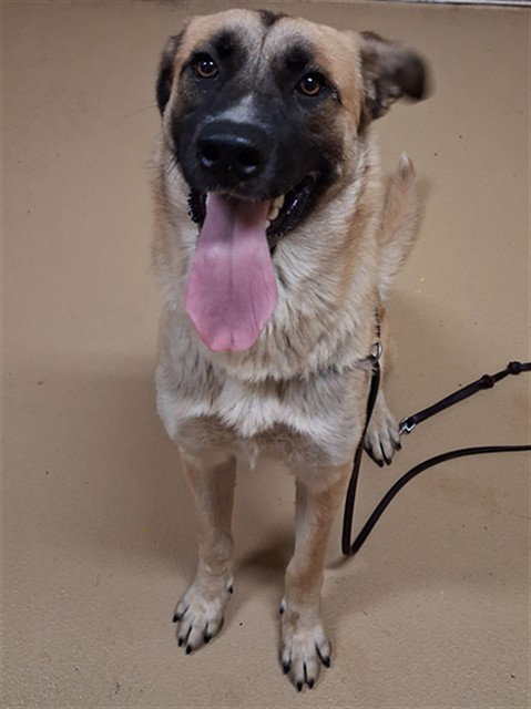 Cielo, Anatolian Shepherd